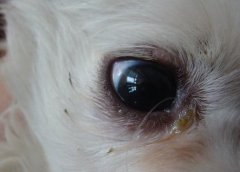 宠物狗经常有眼屎怎么办？