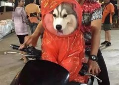 下雨天，铲屎官给宠物狗的自制雨衣，也真是够拉风的