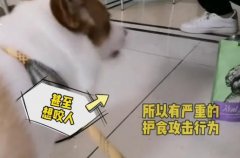狗狗护食咬人的原因并不是唯一的：狗被打多了真会咬人