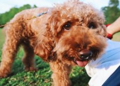 泰迪犬的八大优点，养过的人都说“上瘾”了，想戒都戒不掉