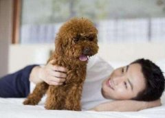 泰迪犬一旦出现这5个信号，主人要注意了，可能连主人都咬
