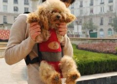 养一只“泰迪犬”是什么感受？宠主：容易被气哭