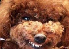 为什么泰迪犬从“千人宠”，变成了“万人嫌”？被讨厌是有原因的