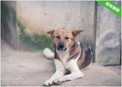 一只泰迪犬VS二只田园犬，田园犬被吓得掉进臭水沟