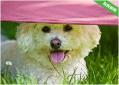 为什么主人回家，比熊犬总是很激动？