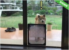 主人给柴犬准备宠物门，结果它愣了一下后，偏偏和主人作对
