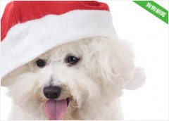 比熊犬的七大优点，养过的人都说“上瘾”了
