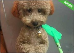 泰迪犬犯错后如何惩罚？教你五招！