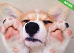 网购了一只柯基犬，去快递站取包裹，很惊喜