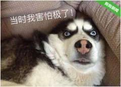在德国，你敢遗弃狗狗吗
