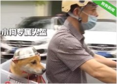 相应政策给狗狗专属头盔，网友却对把宠物当孩子养有很大的意见