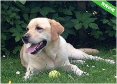 在金毛犬和拉布拉多犬之间，应如何做出选择？