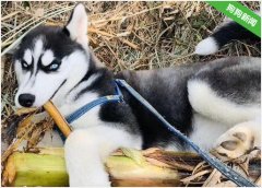 消防小哥训练哈士奇做警犬，结果二哈把消防队拆了