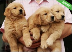金毛犬要不要做绝育？