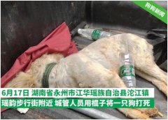 当街棒杀不栓绳狗狗：棒杀的是狗，泯灭的是人性