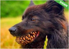 狗狗在外面疯玩了一会,回来后竟换了一口“金牙”,丧尸化了?