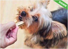 想让狗狗变美,推荐多吃4种食物,越吃越“漂亮”