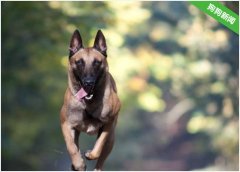 世界4大狼犬你知道是哪4种吗?