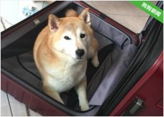 柴犬手术留40cm伤疤仍坚强，主人非常心疼