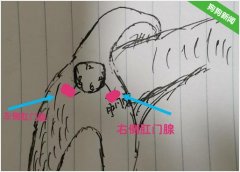 宠物狗肛门腺炎我们应该如何治疗和预防？