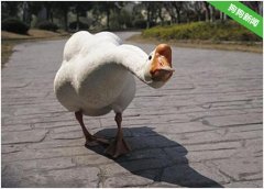 宠物狗被大鹅欺负，小孩子替它报仇