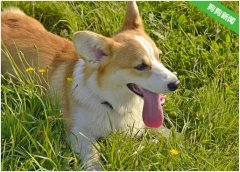 炎热的夏日不只是人类，狗狗也容易中暑，注意预防