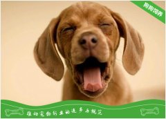 铲屎官注意!春季养狗需要注意的问题有哪些？