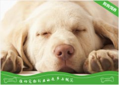 铲屎官们还不知道小狗拉肚子怎么办？快看这篇文章吧