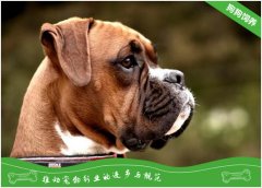 避免宠物狗食物中毒的技巧