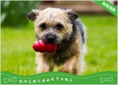 边境梗的性格特点