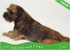 边境梗的形态特征