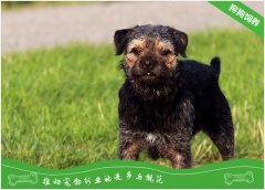 边境梗的喂食要点