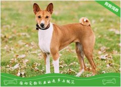 贝生吉犬的喂食要点