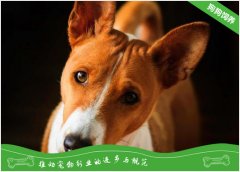贝生吉犬的品种简介