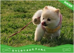 辨认宠物狗长寄生虫的方法