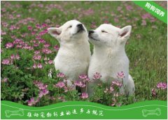 超级危险的宠物狗杀手：巧克力