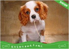 超灵敏的宠物狗嗅觉