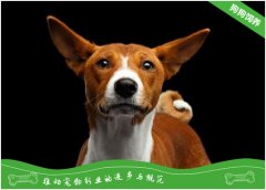 贝生吉犬的性格特点