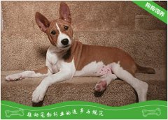 贝生吉犬的养护知识