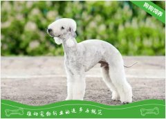 贝灵顿犬有攻击性吗？贝灵顿梗怎么样？