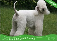 贝灵顿梗的性格特点