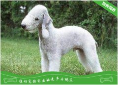 贝灵顿梗的形态特征