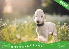 贝灵顿梗的喂食要点