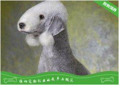贝灵顿梗的品种简介
