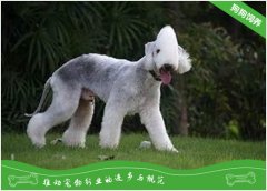 贝灵顿梗的养护知识