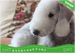 贝灵顿梗犬繁殖期间的护理