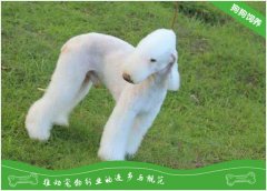 贝灵顿梗好养吗？贝灵顿梗饲养