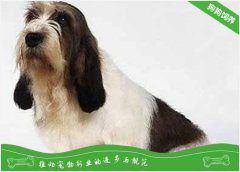 贝吉格里芬凡丁犬怎么样？贝吉格里芬凡丁犬介绍
