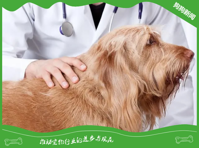 狗狗喝水喝得多一定是好事？也可能是疾病找上了门！