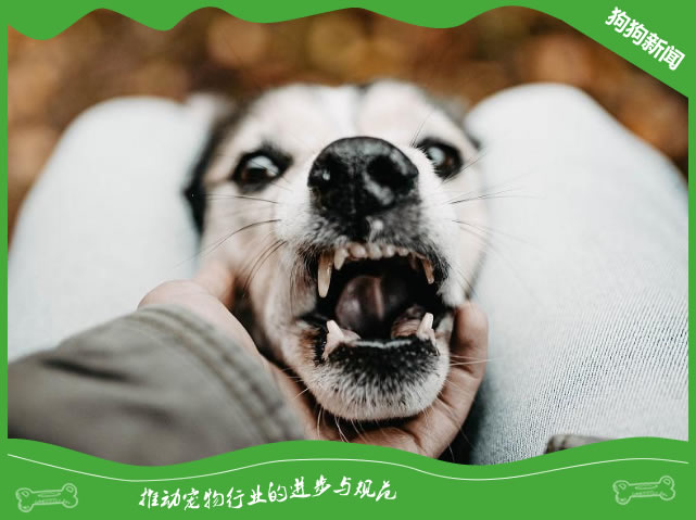 狗狗有这4种行为，说明已经悄悄恨上你了别傻傻不自知！